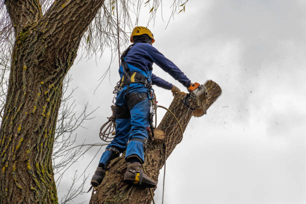 Professional Tree Services in Four Corners, MD